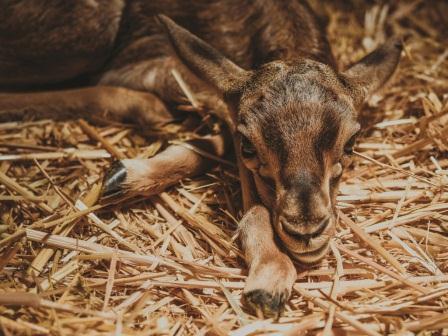 Jardin zoologique national de Rabat